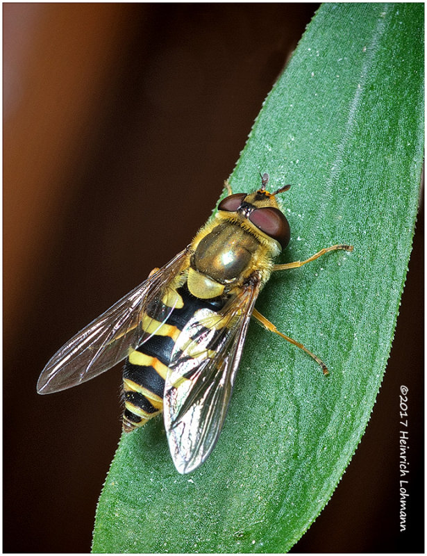 K318658-Hoverfly.jpg