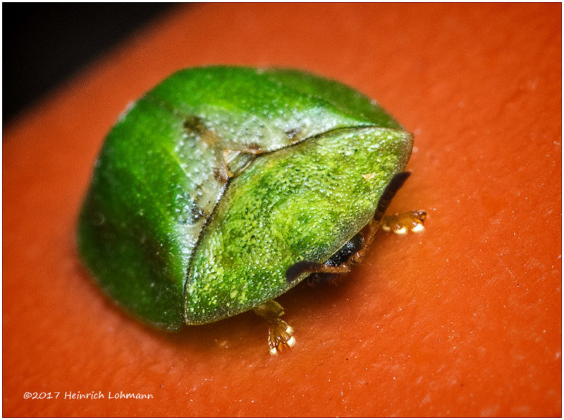 K318697-unidentified Bug.jpg