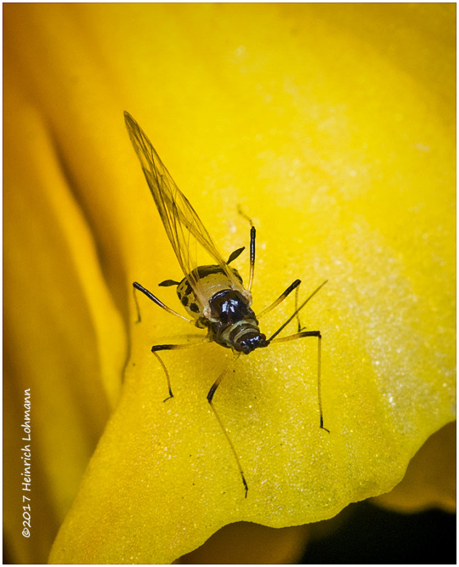 K318706-a tiny fly.jpg