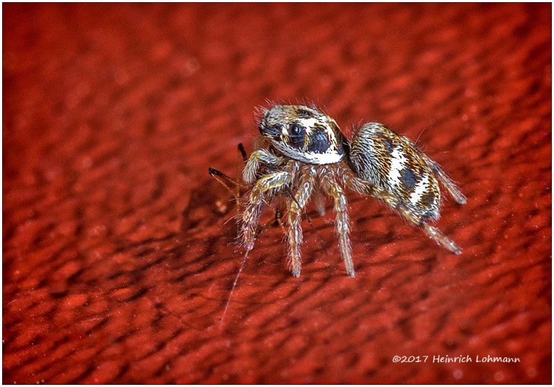 K318769-tiny Jumper just got his meal.jpg