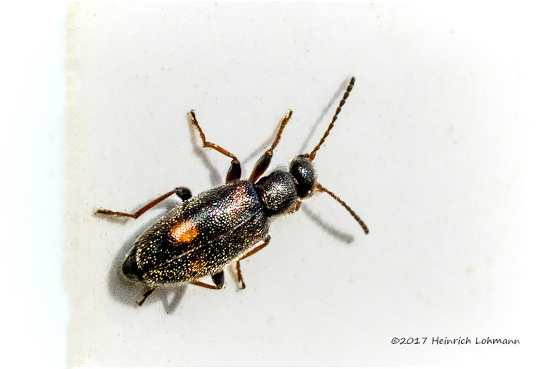 K318776-unidentified tiny insect.jpg