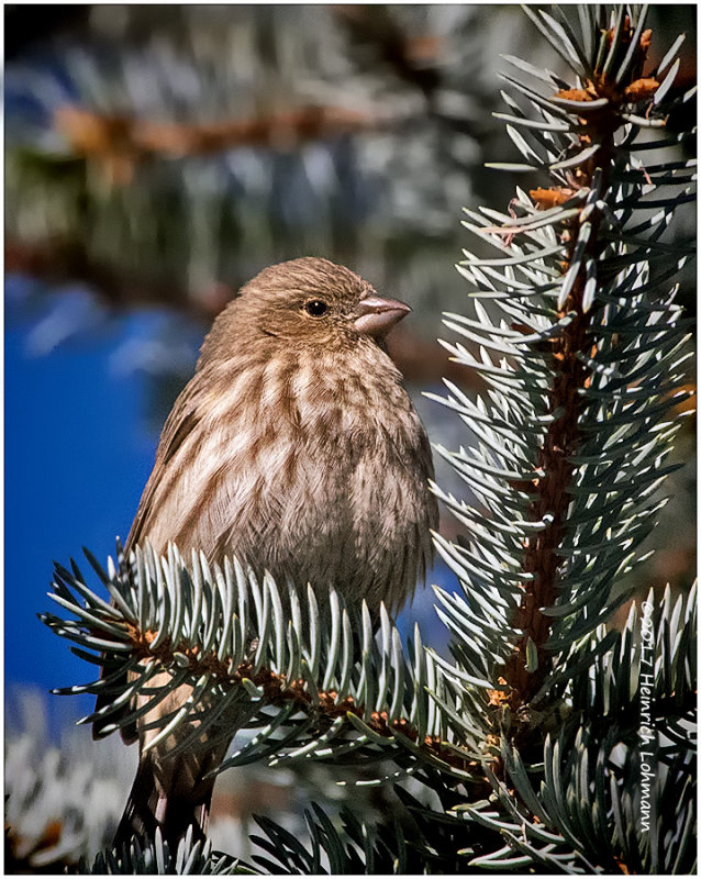 K3E6262-House Finch-female.jpg