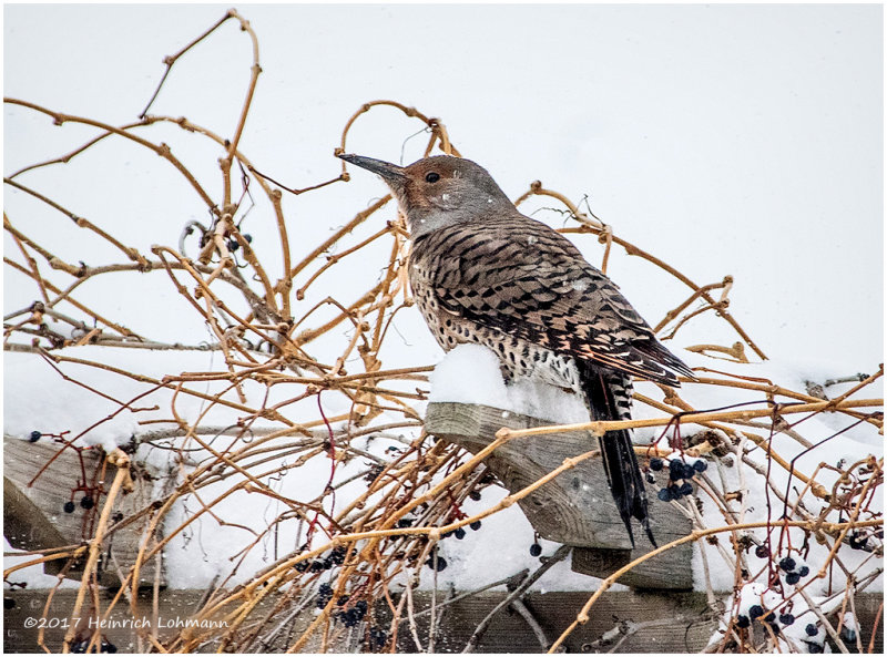 K3E6368-Northern Flicker.jpg