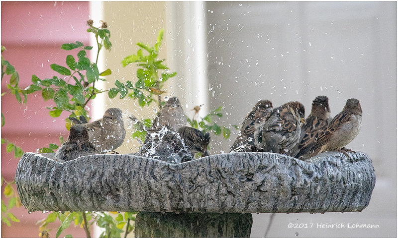 K3E6231House Sparrows.jpg