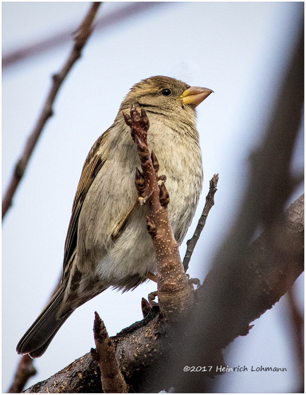 K3E6787-House Sparrow-female.jpg