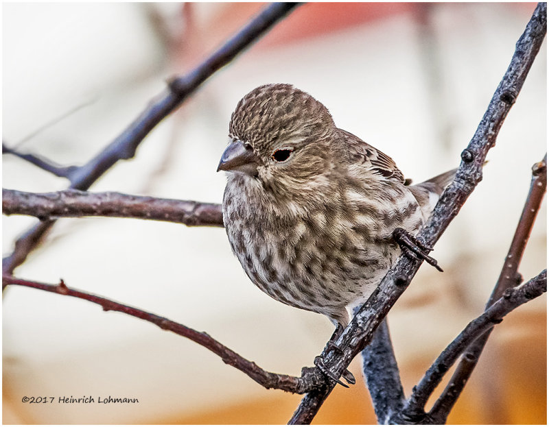 K3E6837-House Finch-female.jpg