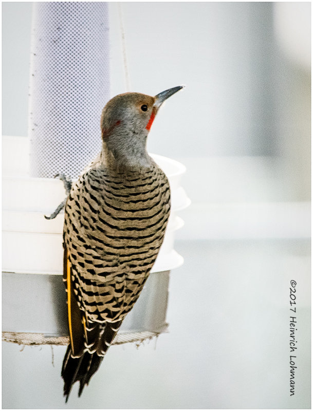K3E6873-Northern Flicker-male.jpg