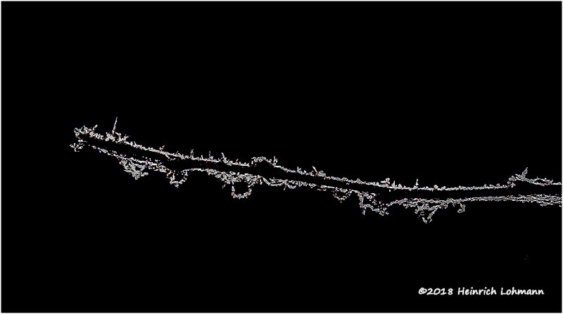 IMP6637-Frost on a twig.jpg