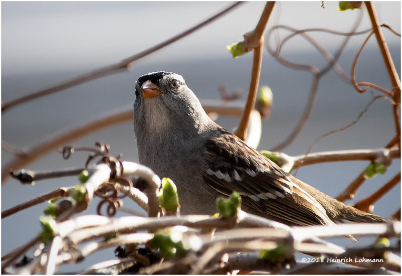 KP10625a-White Crowned Sparrow.jpg