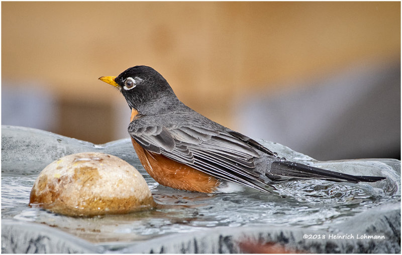 KP10776-American Robin.jpg