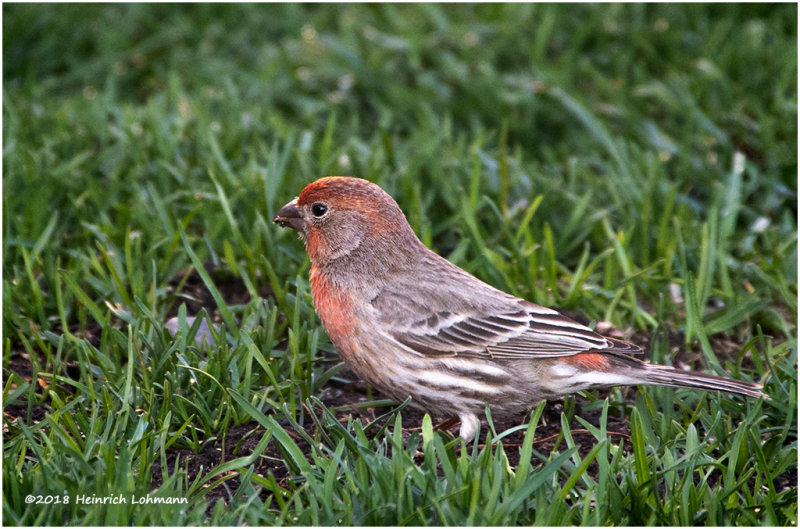 KP10970-House Finch-male.jpg