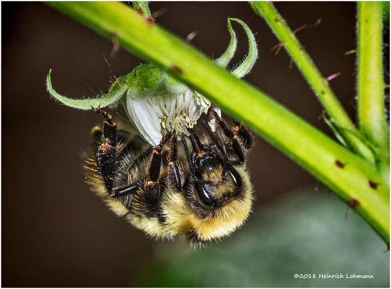 K319719Redtailed_Bumble_Bee.jpg