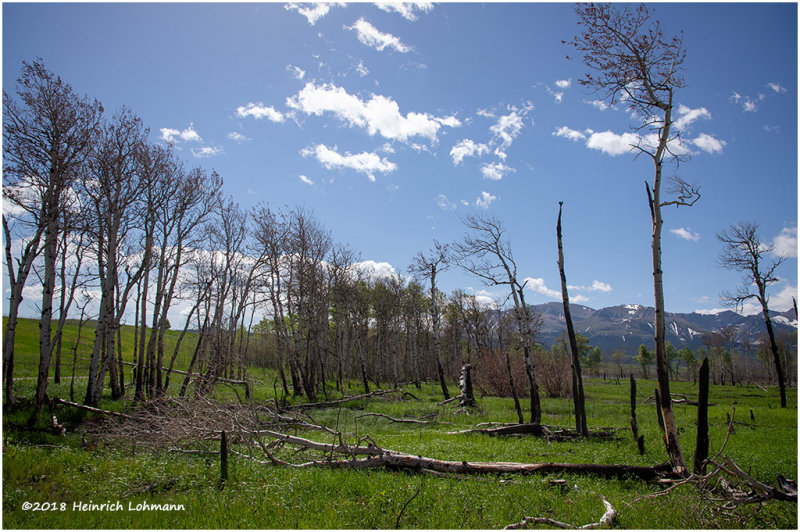 K319525-Waterton Lakes National Park.jpg