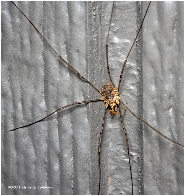 K319990 Daddy longlegs.jpg