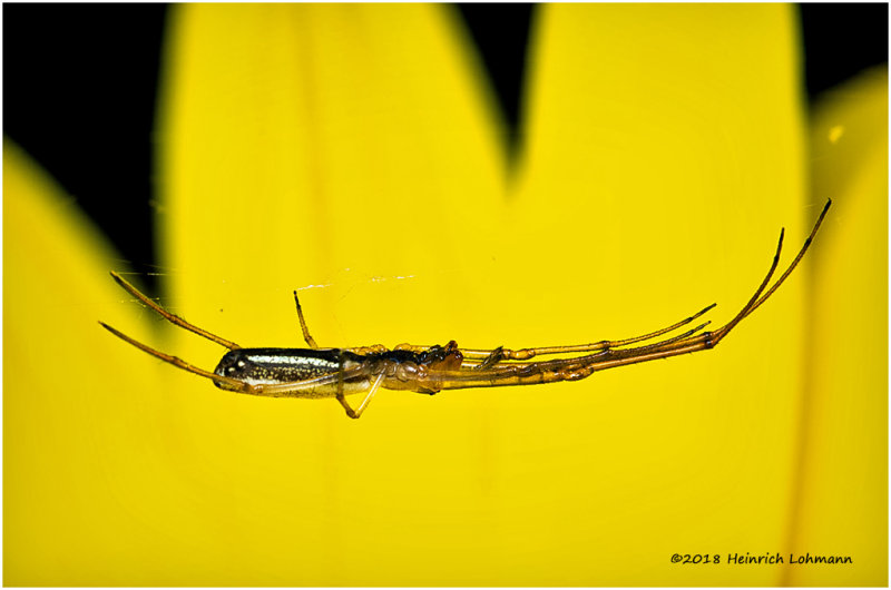 K320149 Longjawed Orb Weaver.jpg