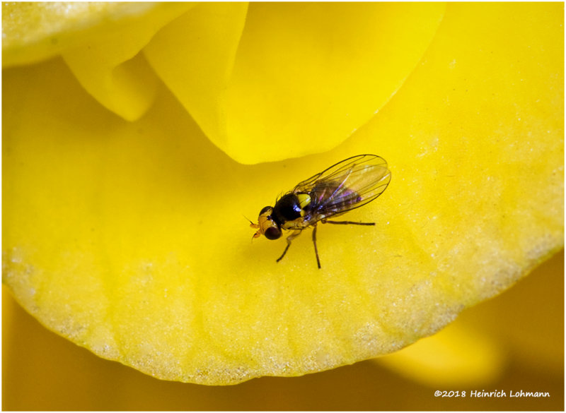 K320164 tiny Fly.jpg