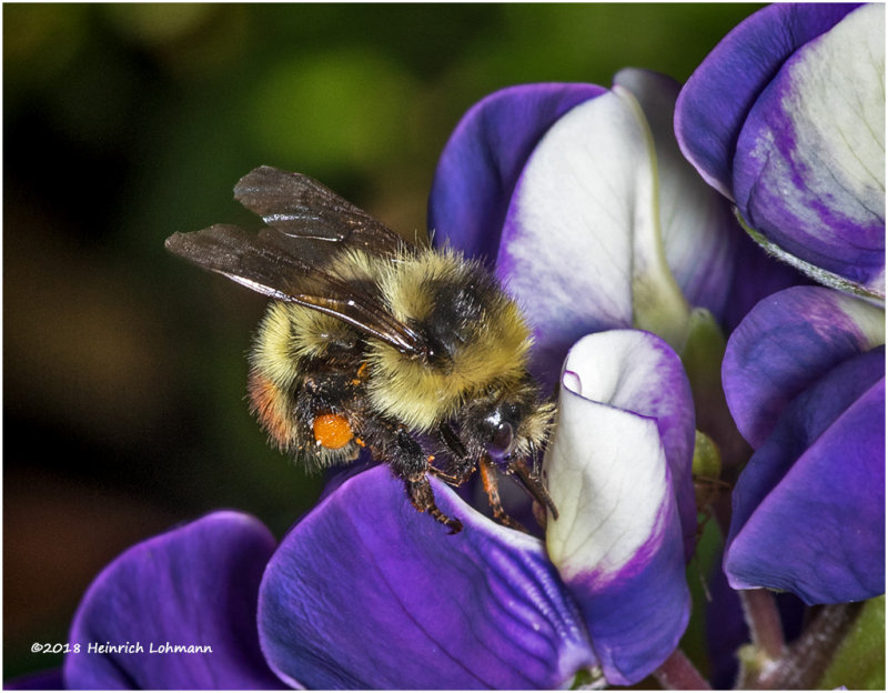 K320198 Redtailed Bumble Bee.jpg