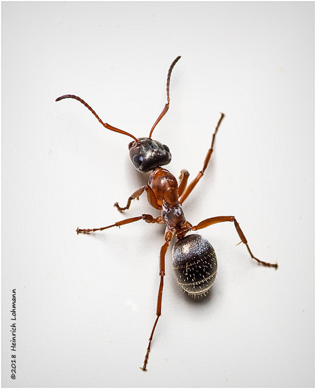 K320499 Ant.jpg