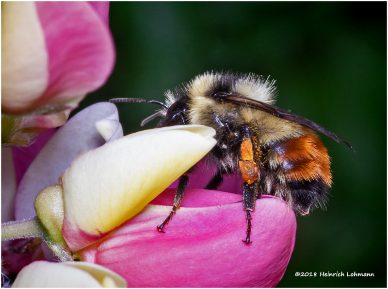 K32041 6Redtailed Bumble Bee.jpg