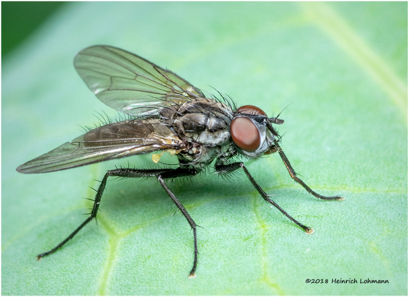 K320577 Tachinid Fly.jpg