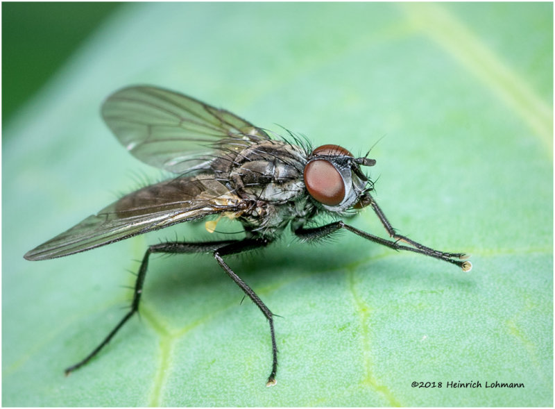 K320580 Tachinid Fly.jpg