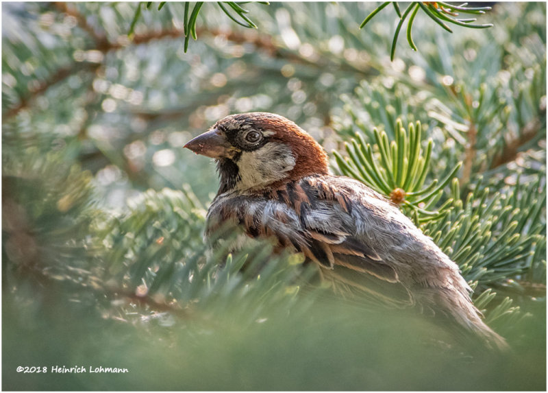 KP12859 House Sparrow male.jpg