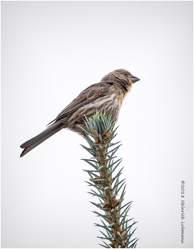KP12946House_Finch.jpg