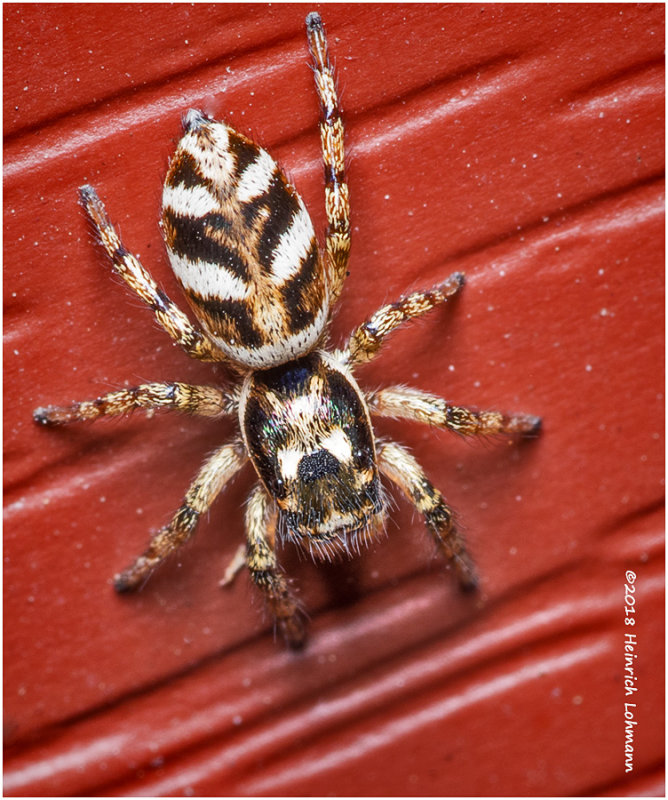 K321103Tiny_Jumping_Spider.jpg