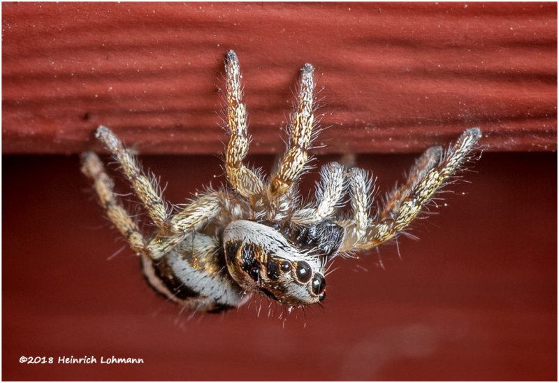K321174Metaphid_Jumping_Spider.jpg