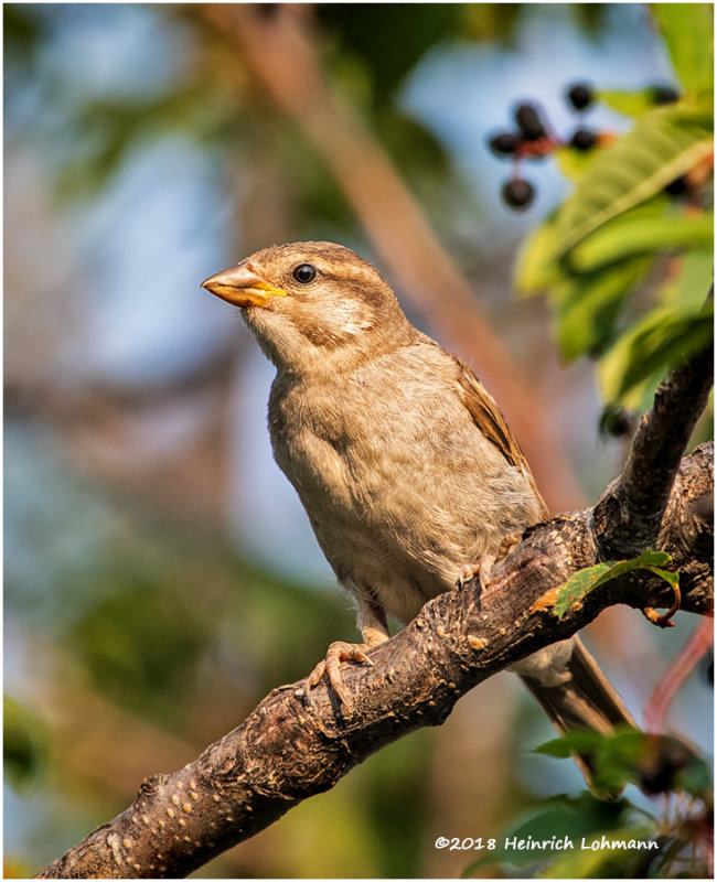 KP13249Housr_Sparrowfemale.jpg