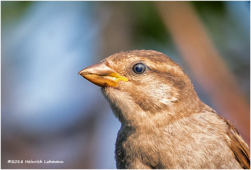 KP13249House_Sparrowfemale.jpg