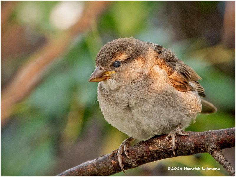 KP13329Housr_Sparrowfemaleinmature.jpg