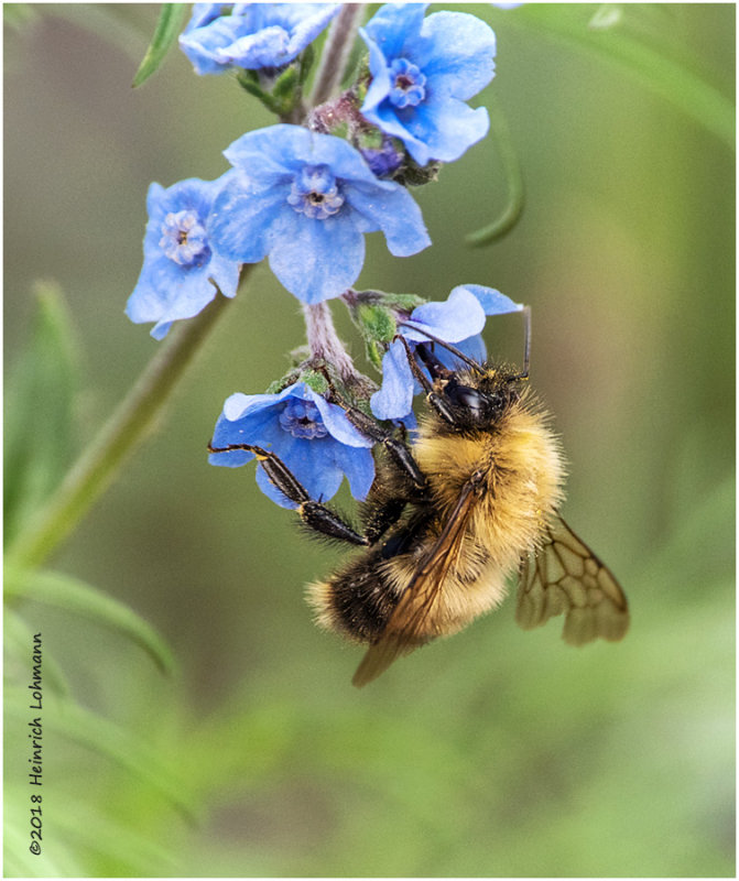 KP13616Bee.jpg
