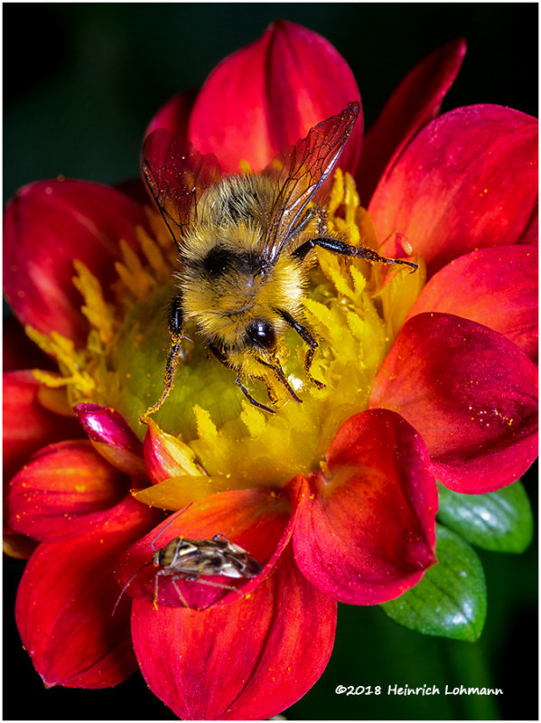 K321912Bee.jpg