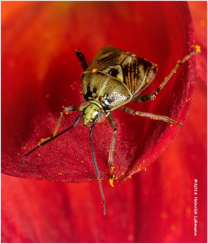 K321896Plant_Bug.jpg