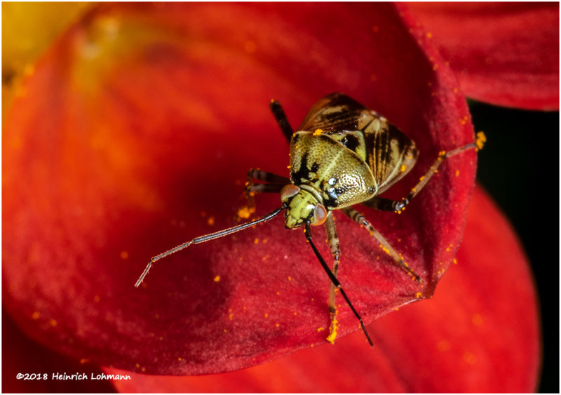 K321918Plant_Bug.jpg