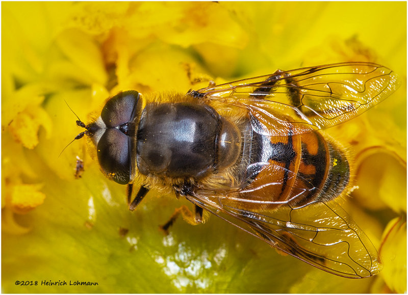 K322621-Drone Fly.jpg