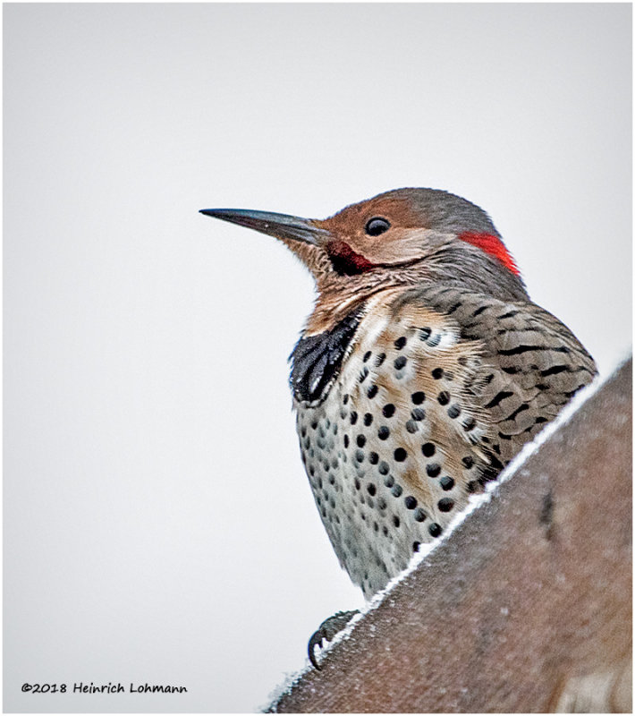 KP15048 Northern Flicker.jpg