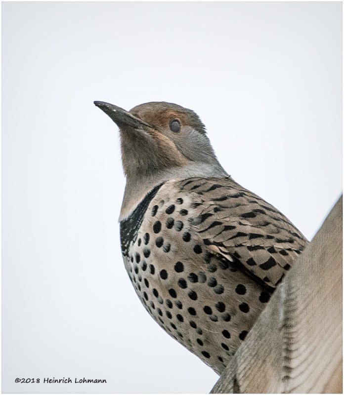 KP15077 Northern Flicker.jpg