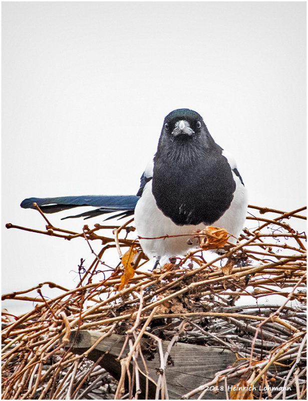 KP15134 Black-billed Magpie.jpg