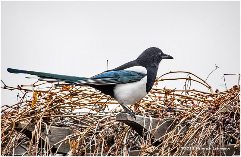 KP15135 Black-billed Mgpie.jpg