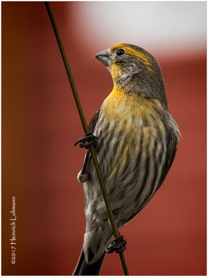 K3E5253-House Finch-male.jpg