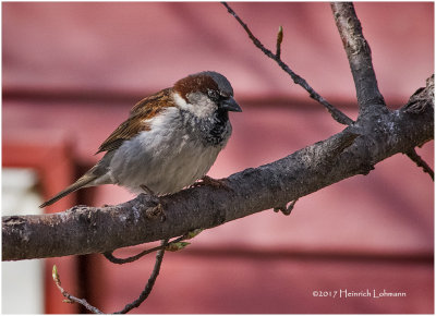 K3E5564-House Sparrow-male.jpg