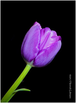 IMP6142-Tulip.jpg
