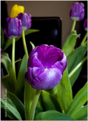 IMP6143-Tulip.jpg