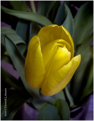 IMP6153-tulip.jpg