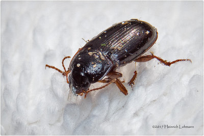 IMP2556-Tiny dead Beetle.jpg