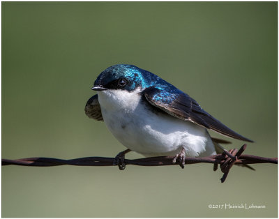 K410563-Tree Swallow.jpg