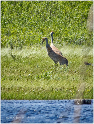 K410746-Sandhill Cranes.jpg