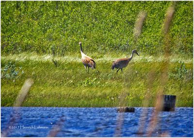 K410747-Sandhill Cranes.jpg